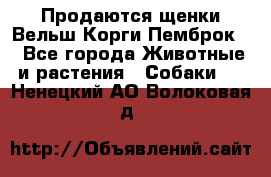 Продаются щенки Вельш Корги Пемброк  - Все города Животные и растения » Собаки   . Ненецкий АО,Волоковая д.